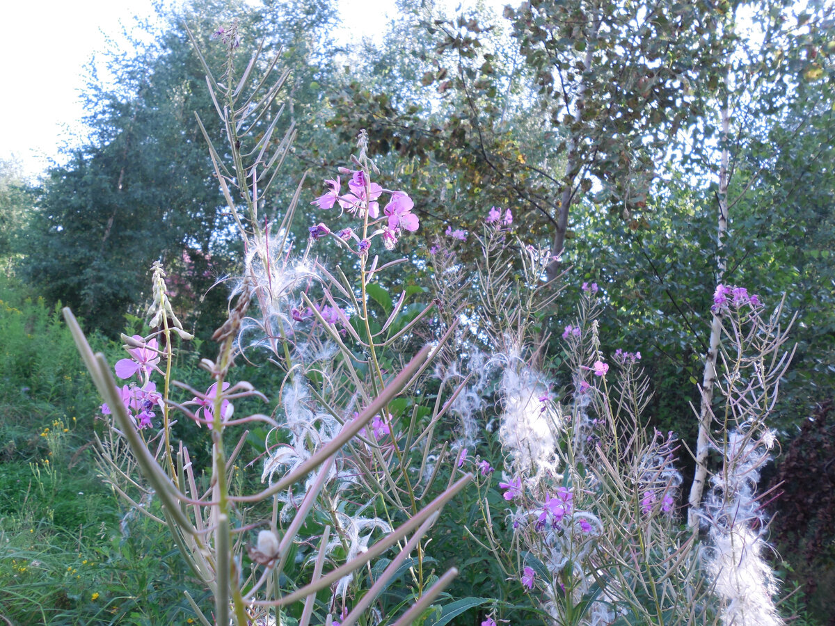 Иван-чай заканчивает цвести. как видите, пуха там много!