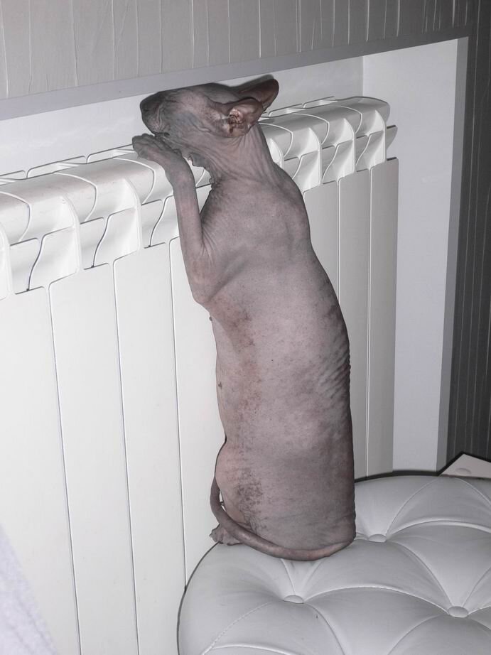 донской сфинкс на батареи. сфинкс на батарее. сфинкс на батарее. толстый сфинкс. толстые лысые коты.