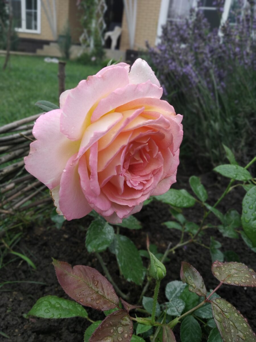 Цветет роза "Гурзуф " в моем саду. 