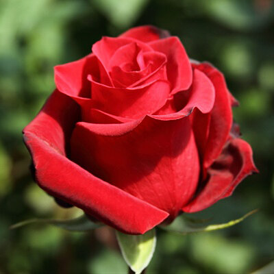 Лучшие сорта роз для Красноярского края: название, фото и описание