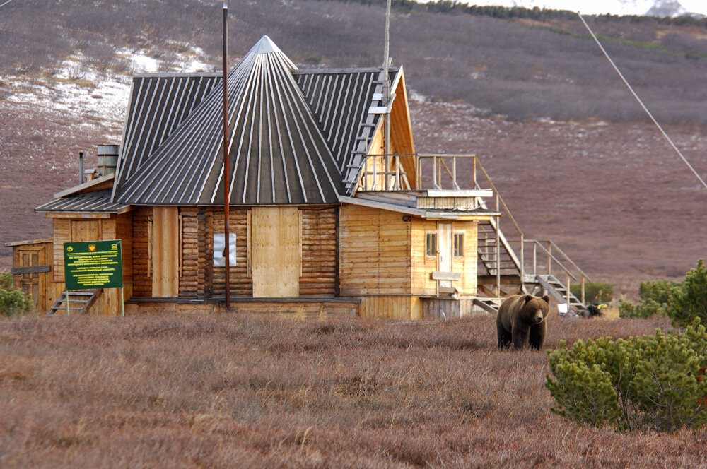 Медведь в Камчатском Кроноцком биосферном заповеднике