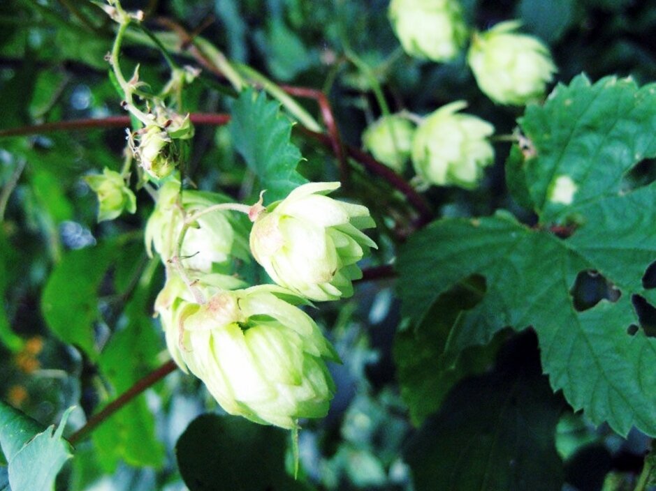 Шишки хмеля.