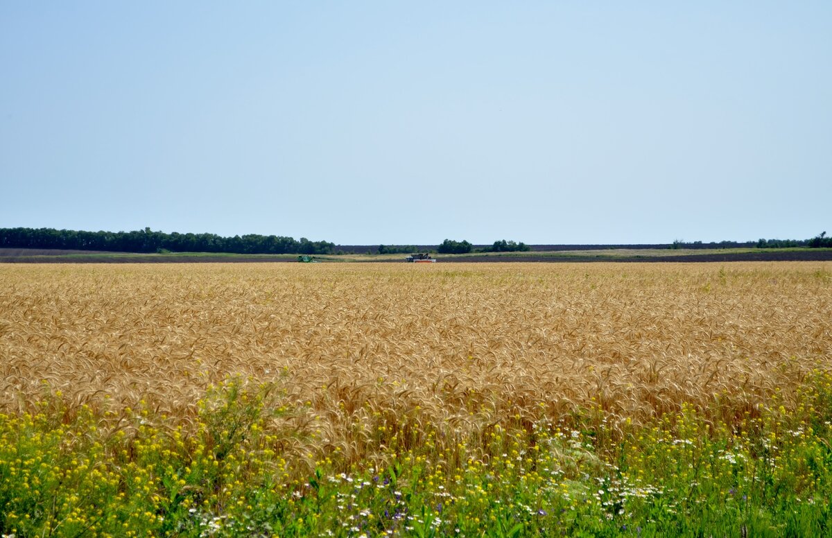 Уборка урожая. Фото автора