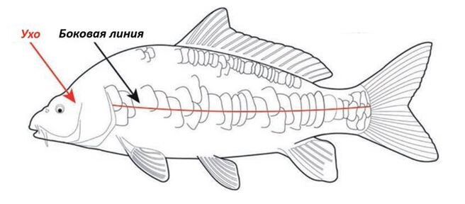 Схема из открытых источников