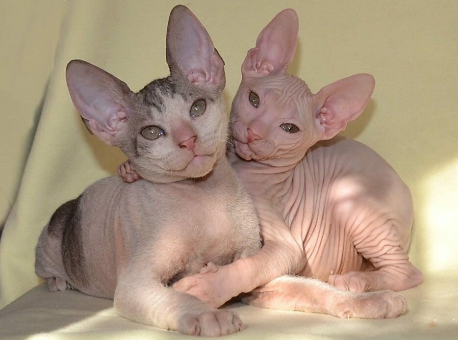 Яндекс Картинки