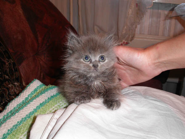 Маленькая Мурзилка