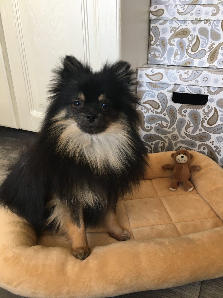 два медвежонка 