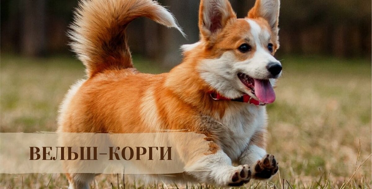 Хвосты у корги: короткие, длинные, средние. Почему?