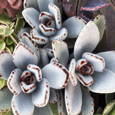 каланхоэ войлочное