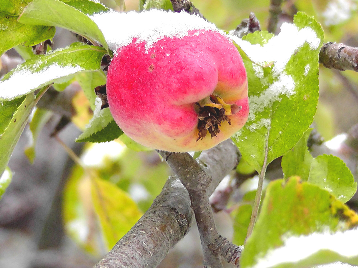 Болгария, 1 декабря. Фото автора.