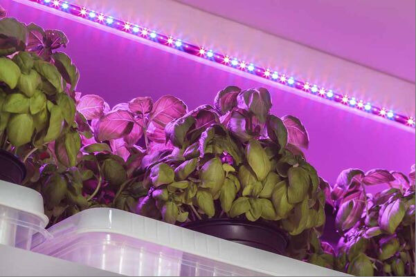 Зимой базилик нуждается в досвечивании.