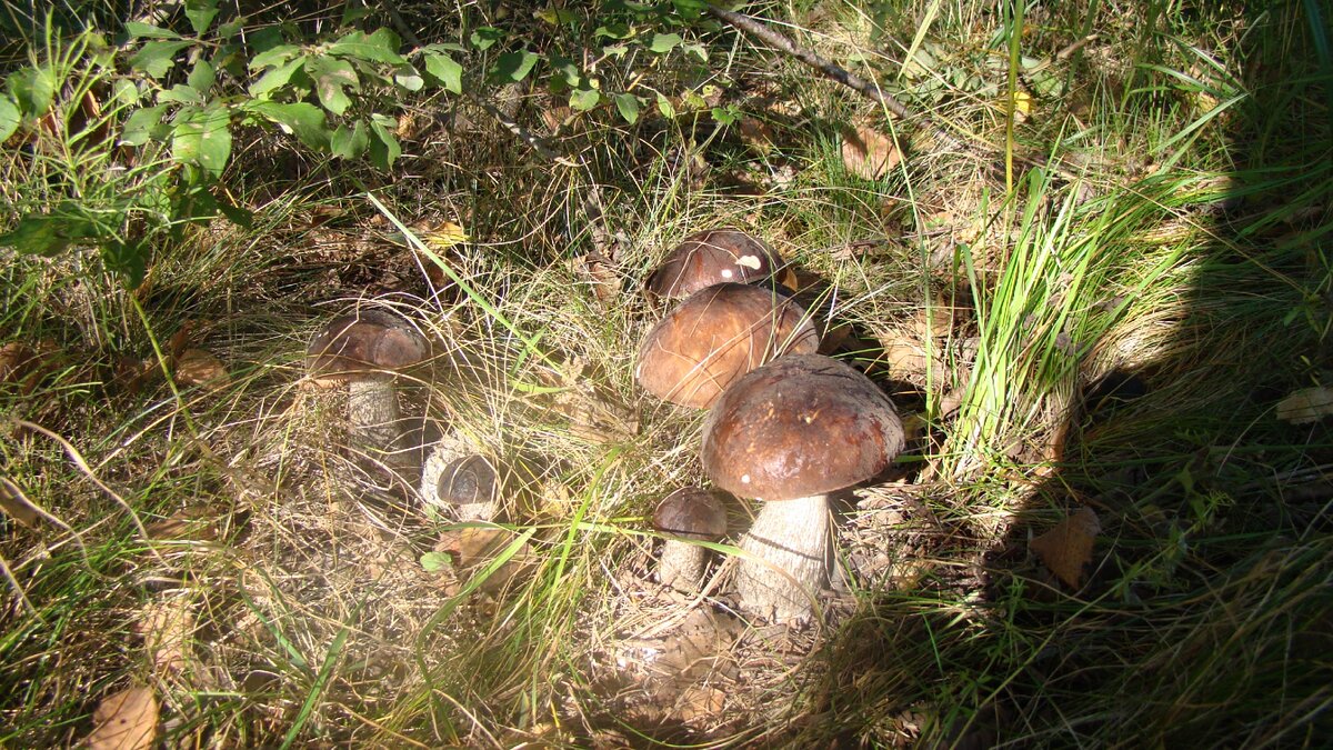 Просто сказочные, целая семья. Фото автора.
