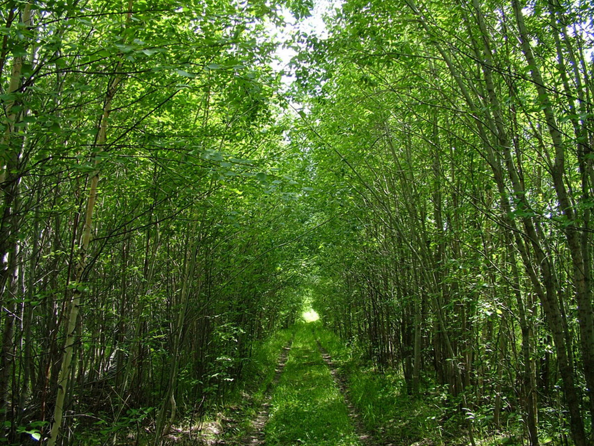Прекрасные фотографии, сделанные там, где нет присутствия человека!