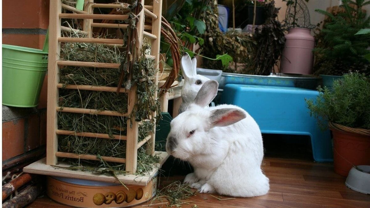 Клетки для кроликов: описание, чертежи и фото