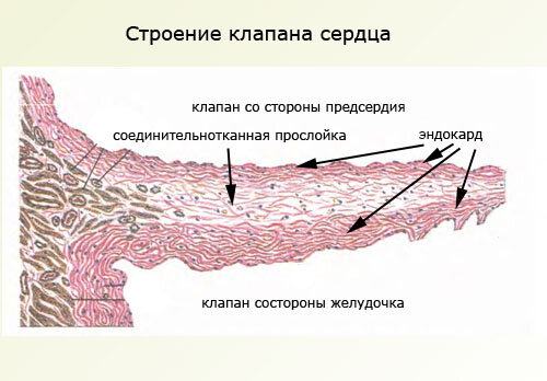 Строение клапана сердца