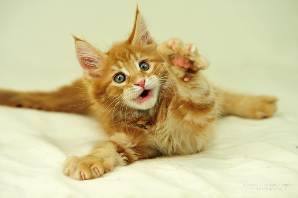 котенок кун