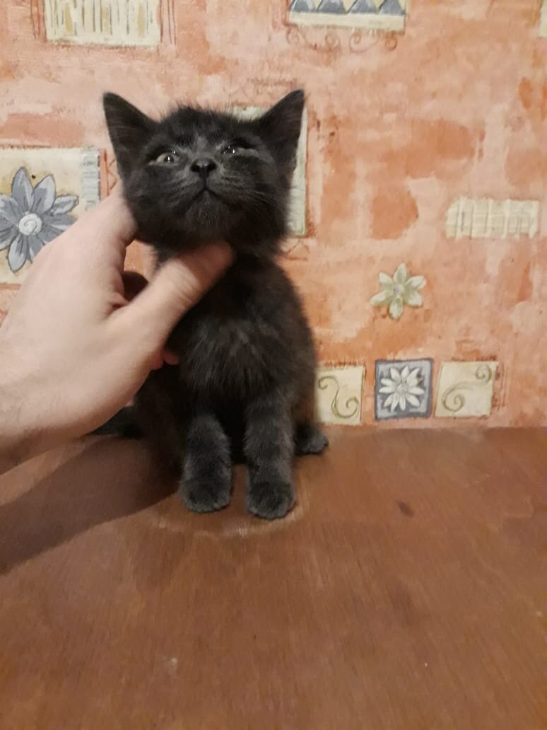 Котенок Дымок, около 2 мес.
