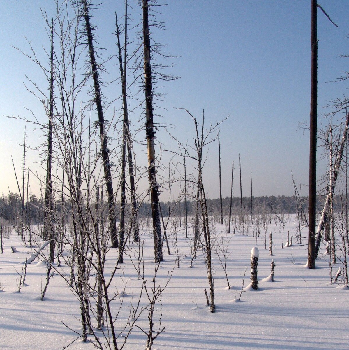 такое вот кругом болото (фото автора)