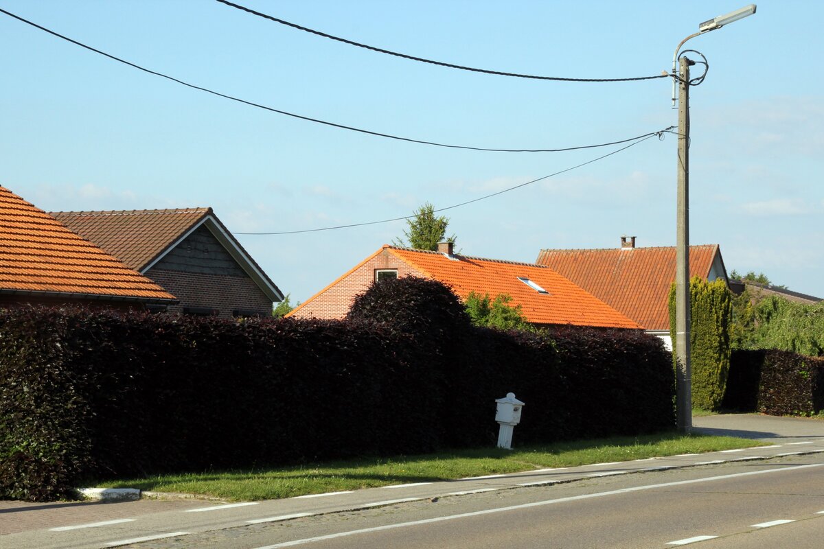 Живая изгородь из красного бука с аркой над калиткой