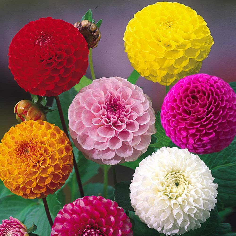 Георгина изменчивая (Dahlia variabilis)