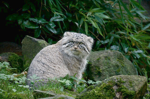 В дикой природе. Фото: Яндекс картинки