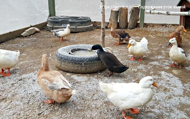 Чем кормить уток в домашних условиях: виды кормов, рацион и нормы