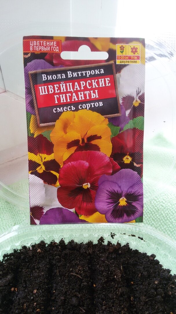 Красавица Виола.