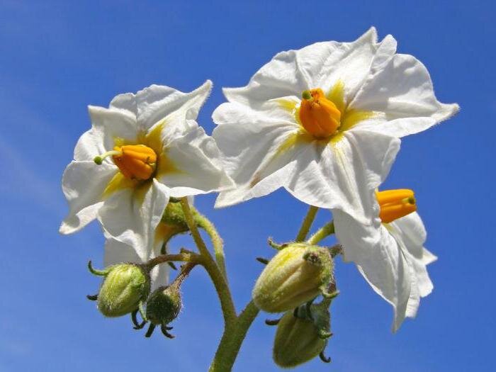 Цветки картофеля