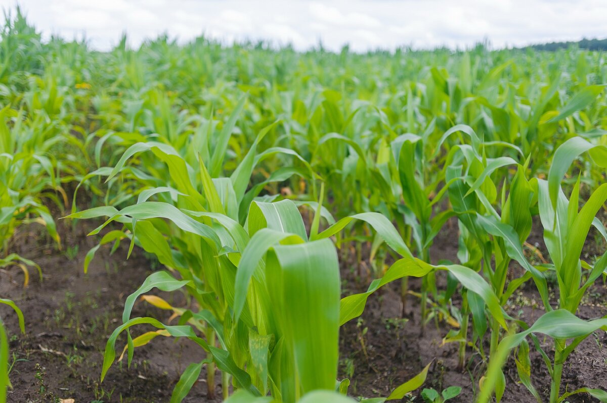 фотография Сергея Юферова