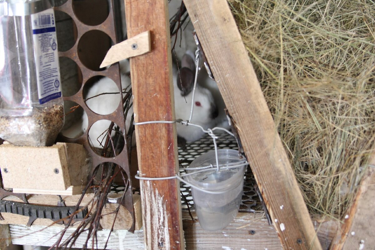 Кормушки для кроликов: разновидности, общие требования, изготовление из подручных материалов