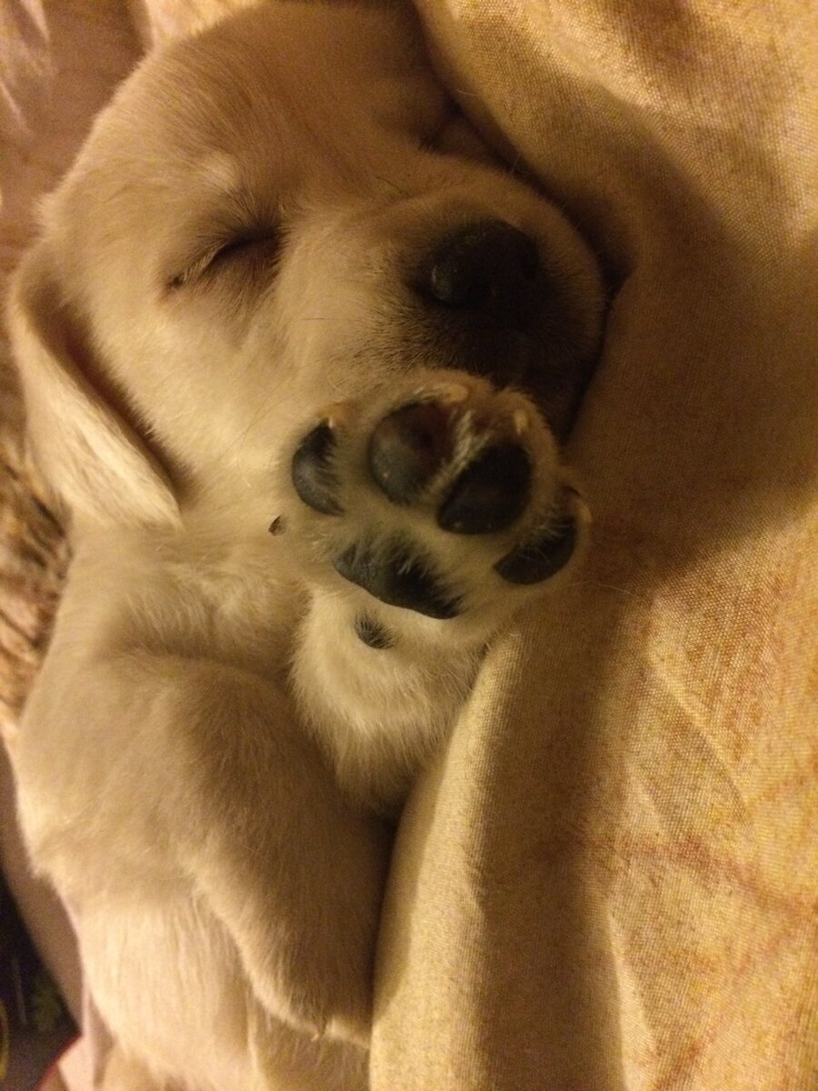 Наш прекрасный Марк Антоний