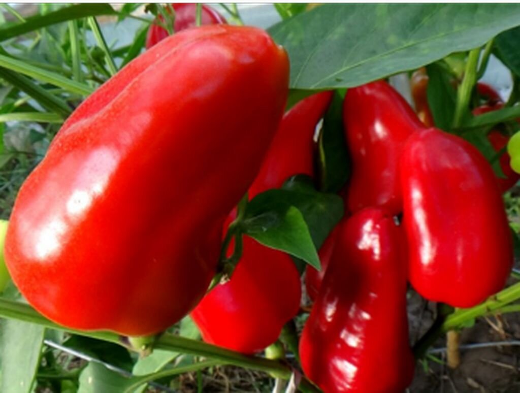  Сорт «Фаршировочный». Фото с сайта: https://clck.ru/TBtqD.