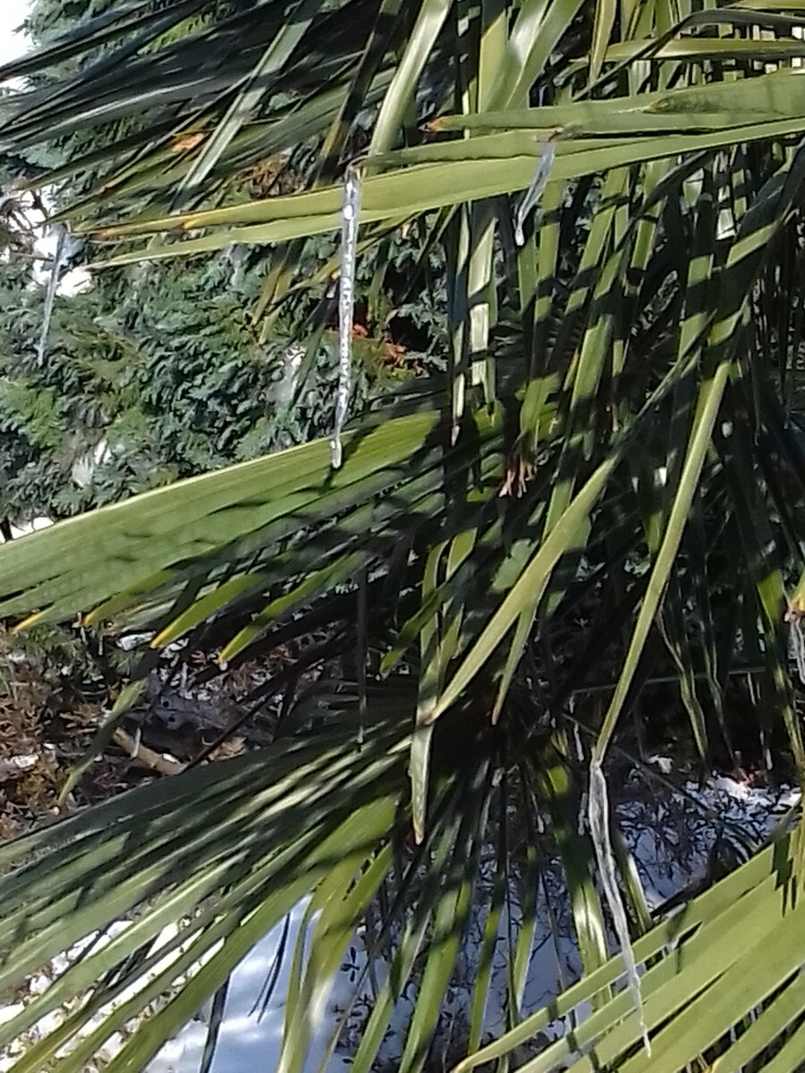 Который год с женой наблюдаем за этой пальмой, она прекрасно выдерживала морозы  и до –10о. Сосульки на пальме – это красиво, но как она переживёт эту зиму? 