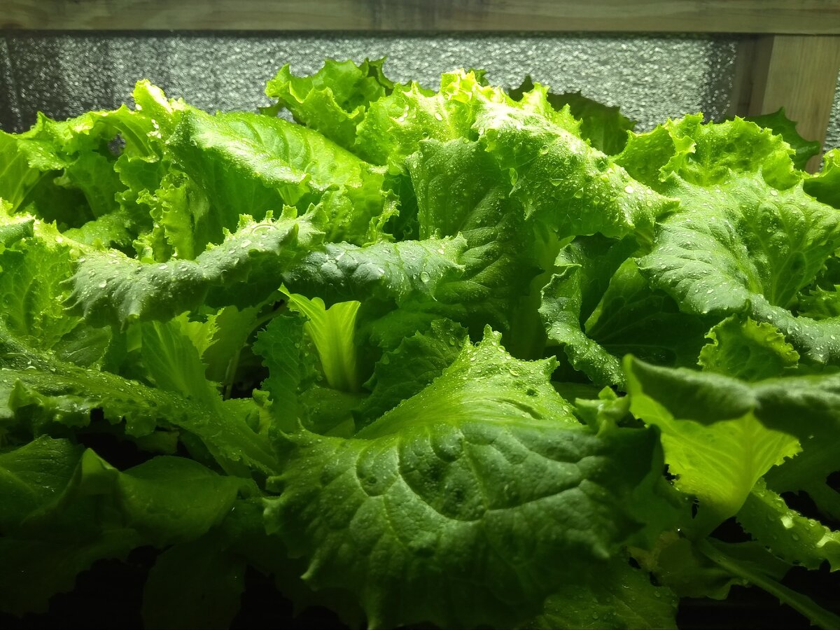 На улице февраль, а в оранжереи - весна...    Свежий салатик к столу. 