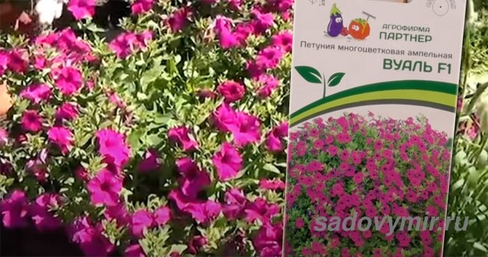 Петуния многоцветковая ампельная Вуаль — крупная, обильноцветущая