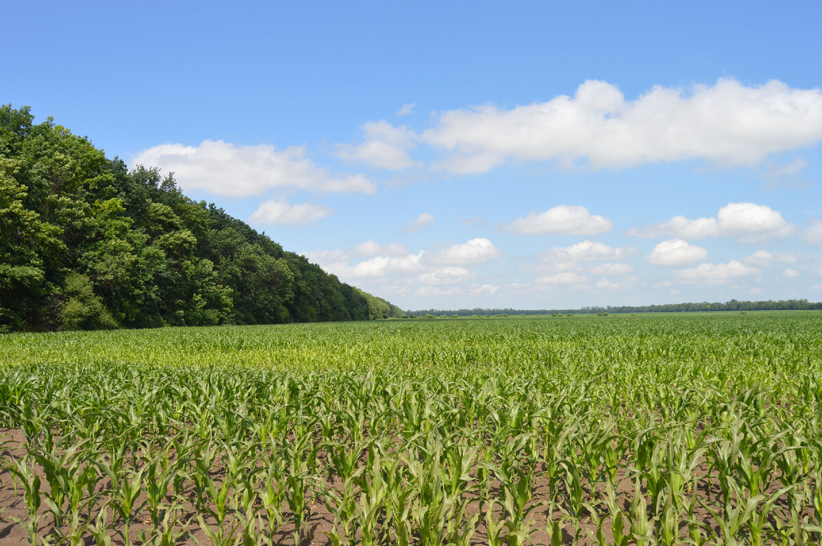 Личное фото Кукурузное поле.