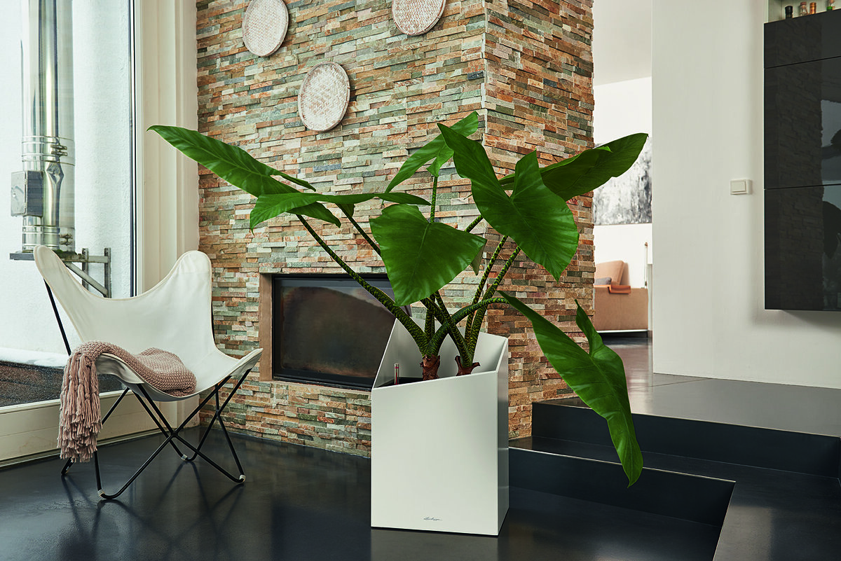 Алоказия в кашпо LECHUZA