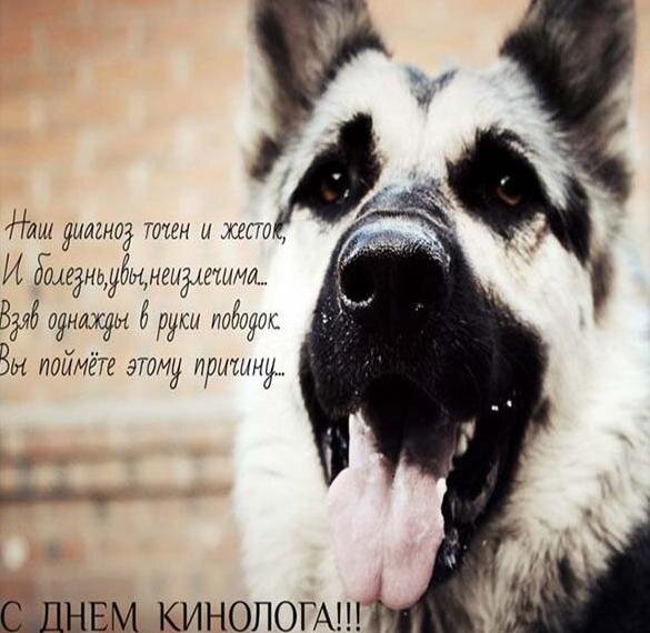 Поздравления с Днем кинолога в прозе