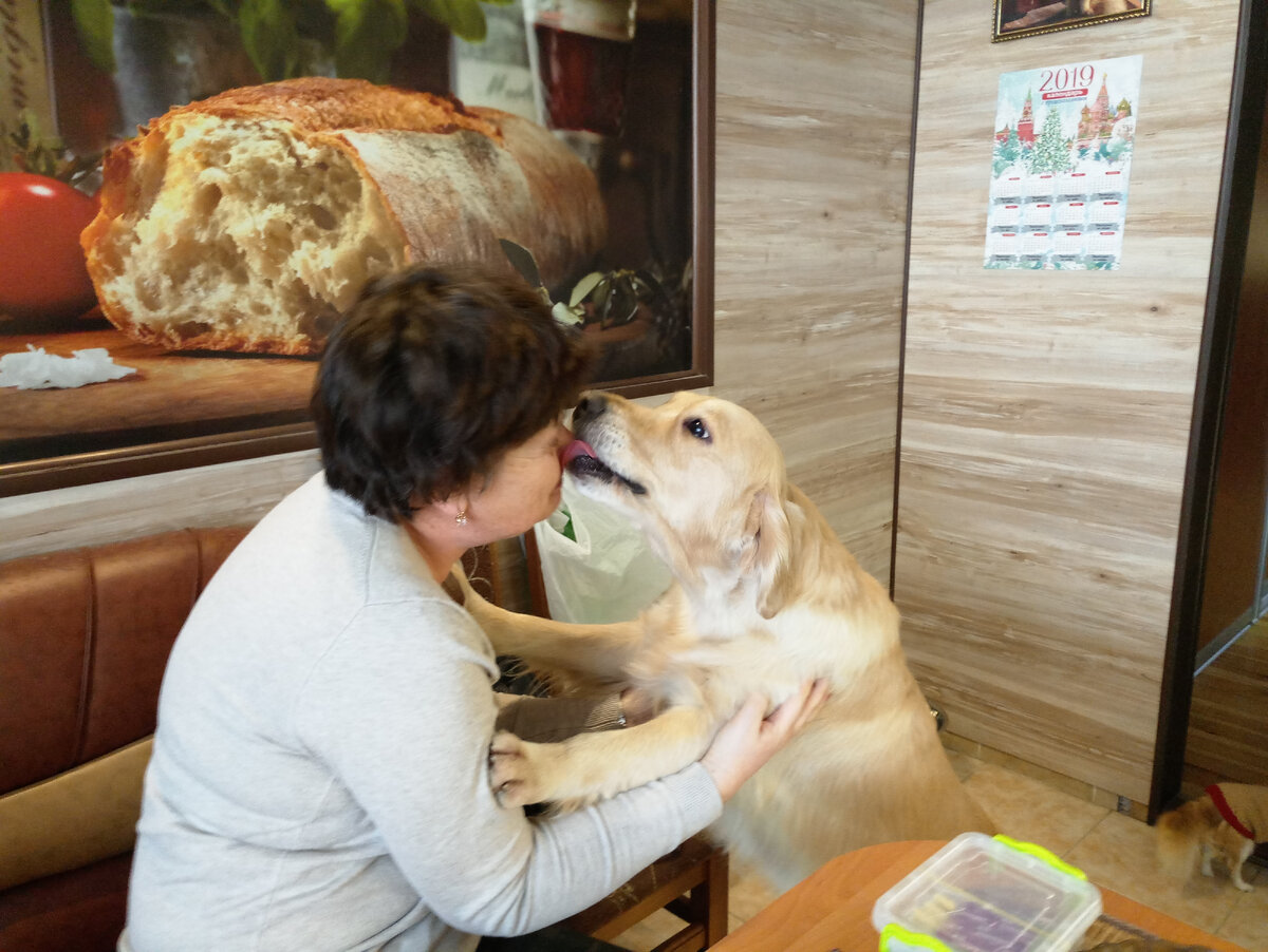 На фото Лайма встречает свою хозяйку, которая оставляла у нас эту заразу на целых 10 дней, после чего мои двуногие решили брать вторую собаку.