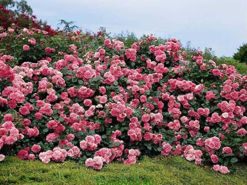 Почвопокровная роза что это такое фото и описание