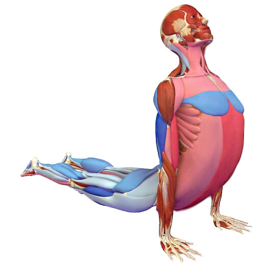 «Урдхва Мукха Шванасана» или упражнение «Собака мордой вверх»