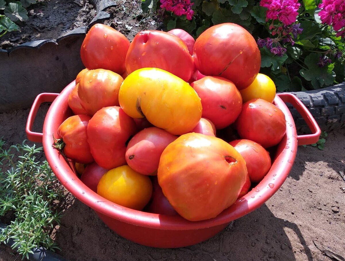 Помидоры урожай 2021