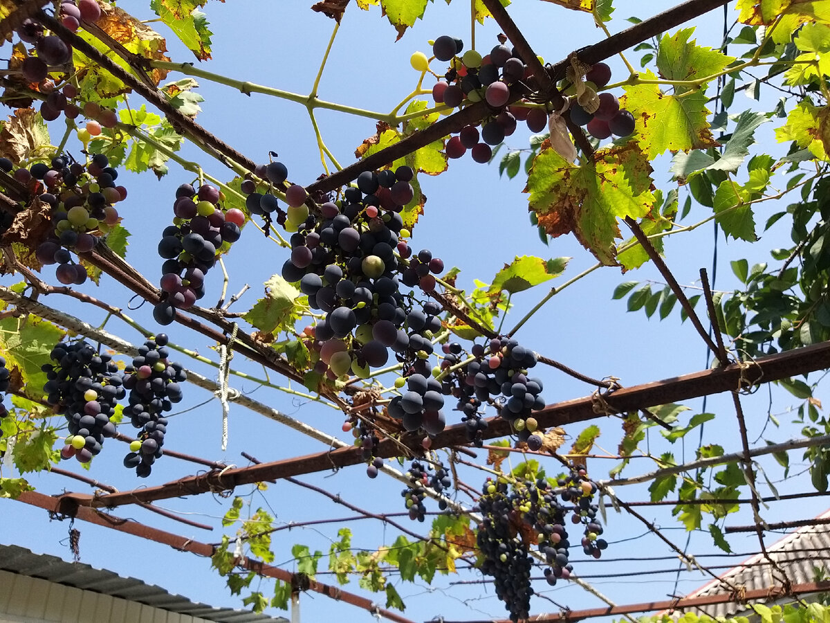 Виноград над зоной отдыха