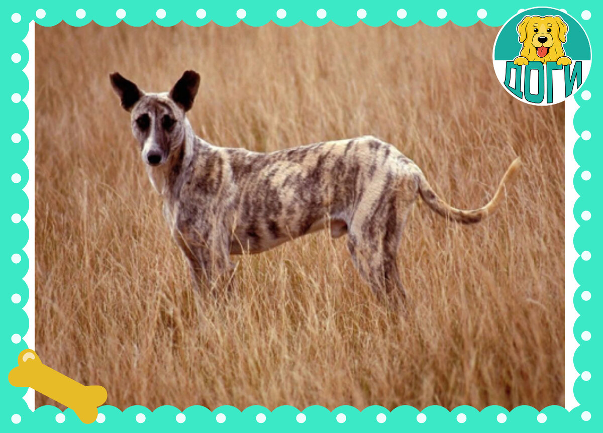 Очень интересный окрас. Фото в свободном доступе