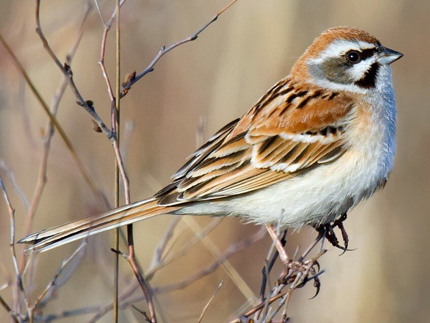 Фото: cdn.download.ams.birds.cornell.edu