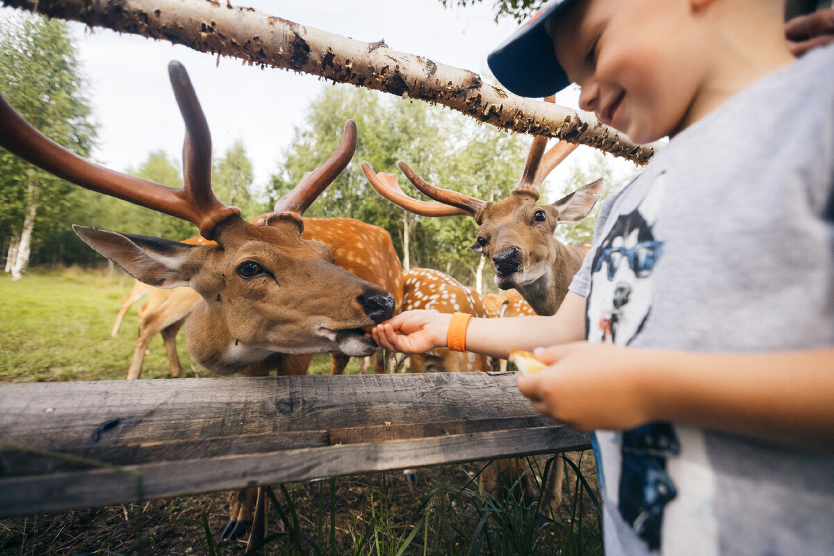 Рис 1. Судимиръ Оленья Ферма Тверь 