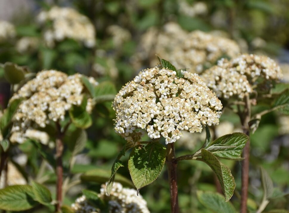 Фото: marusin-sad.com