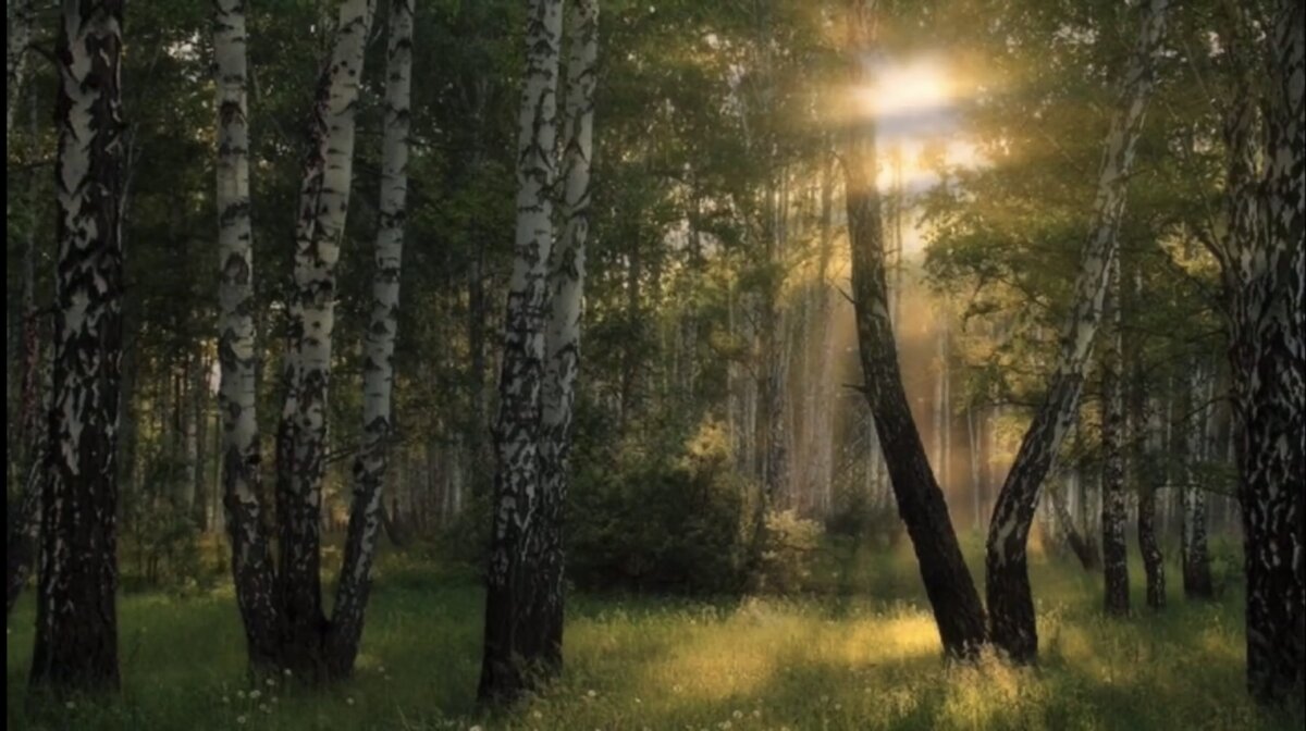 #звуки природы #пение птиц #звуки леса 