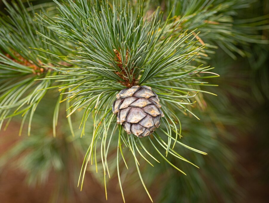 Pinus cembra. Сосна Кедровая европейская Pinus Cembra. Pinus Cembra шишки. Сосна Сибирская Кедровая Пинус Кембра.