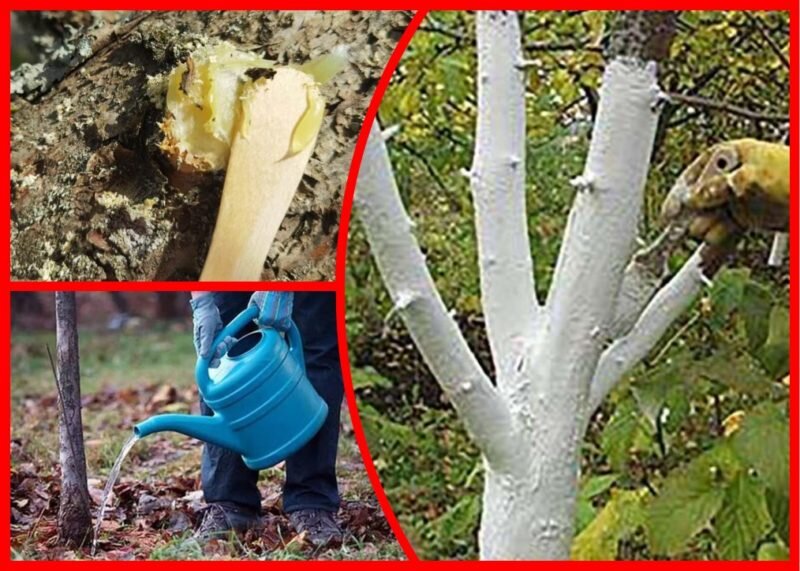 Уход за вишней осенью